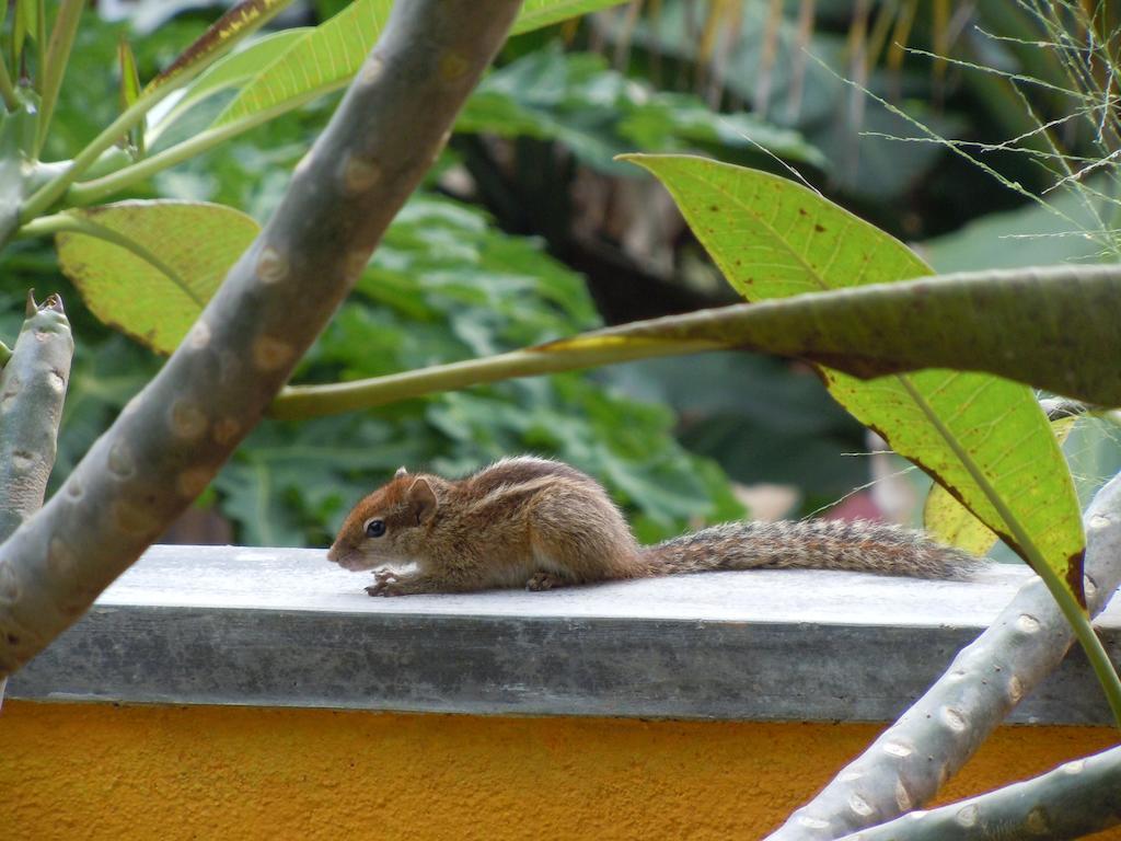 Villawatuna Unawatuna Buitenkant foto